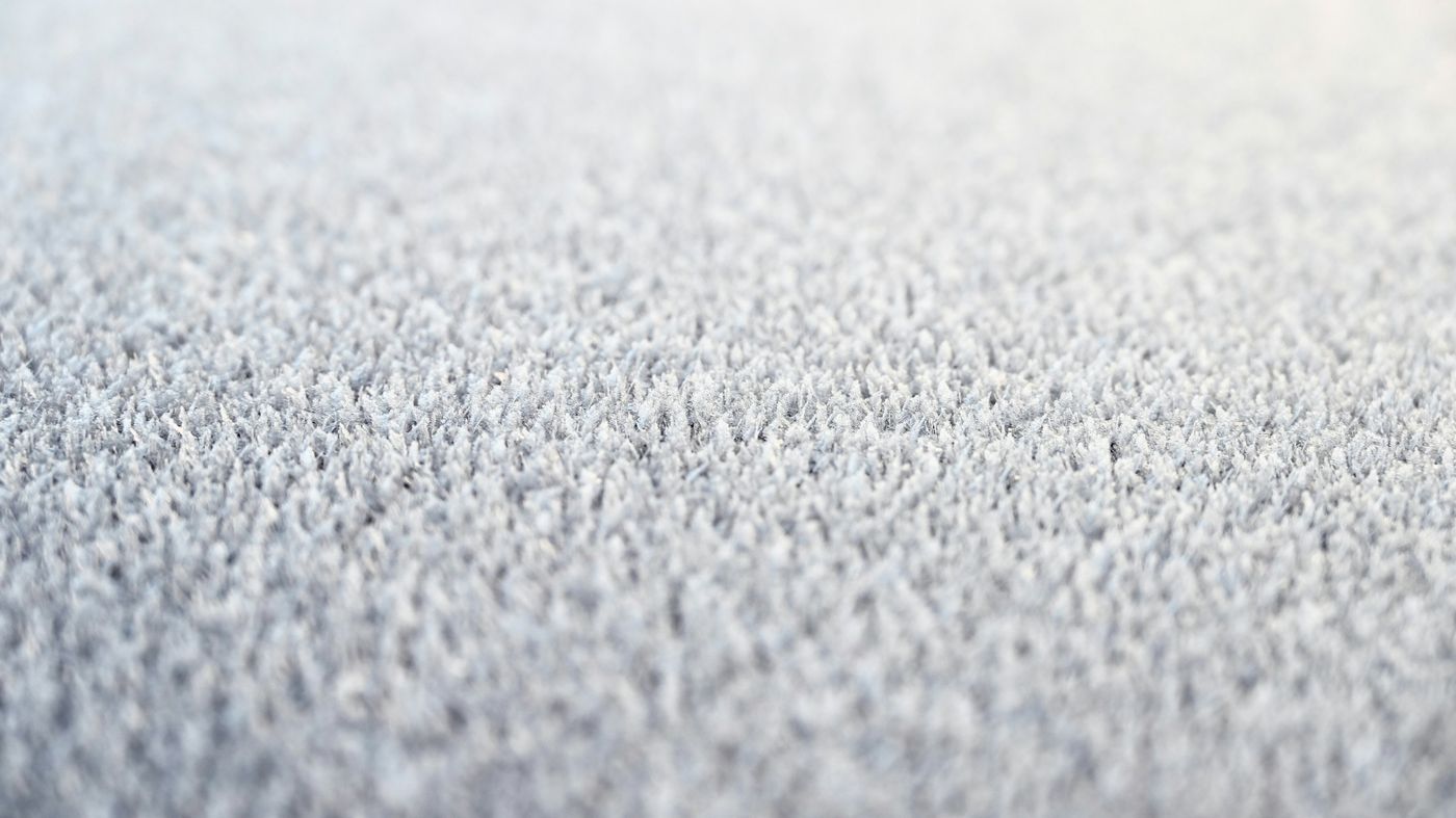 Close-up of plush carpet